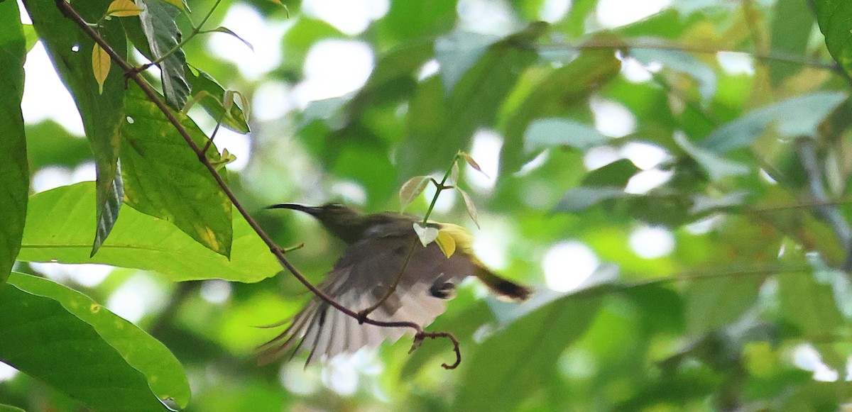 Thick-billed Spiderhunter - ML640965855