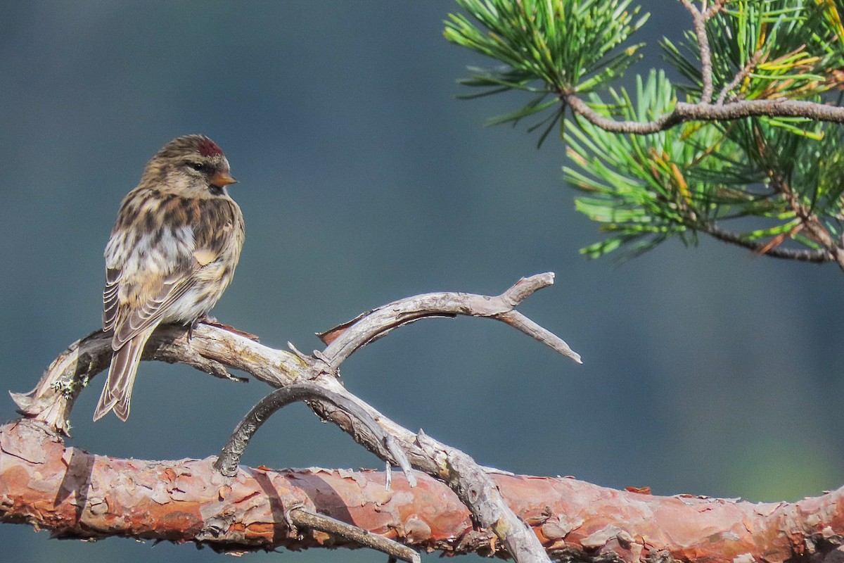 Redpoll - ML640965867