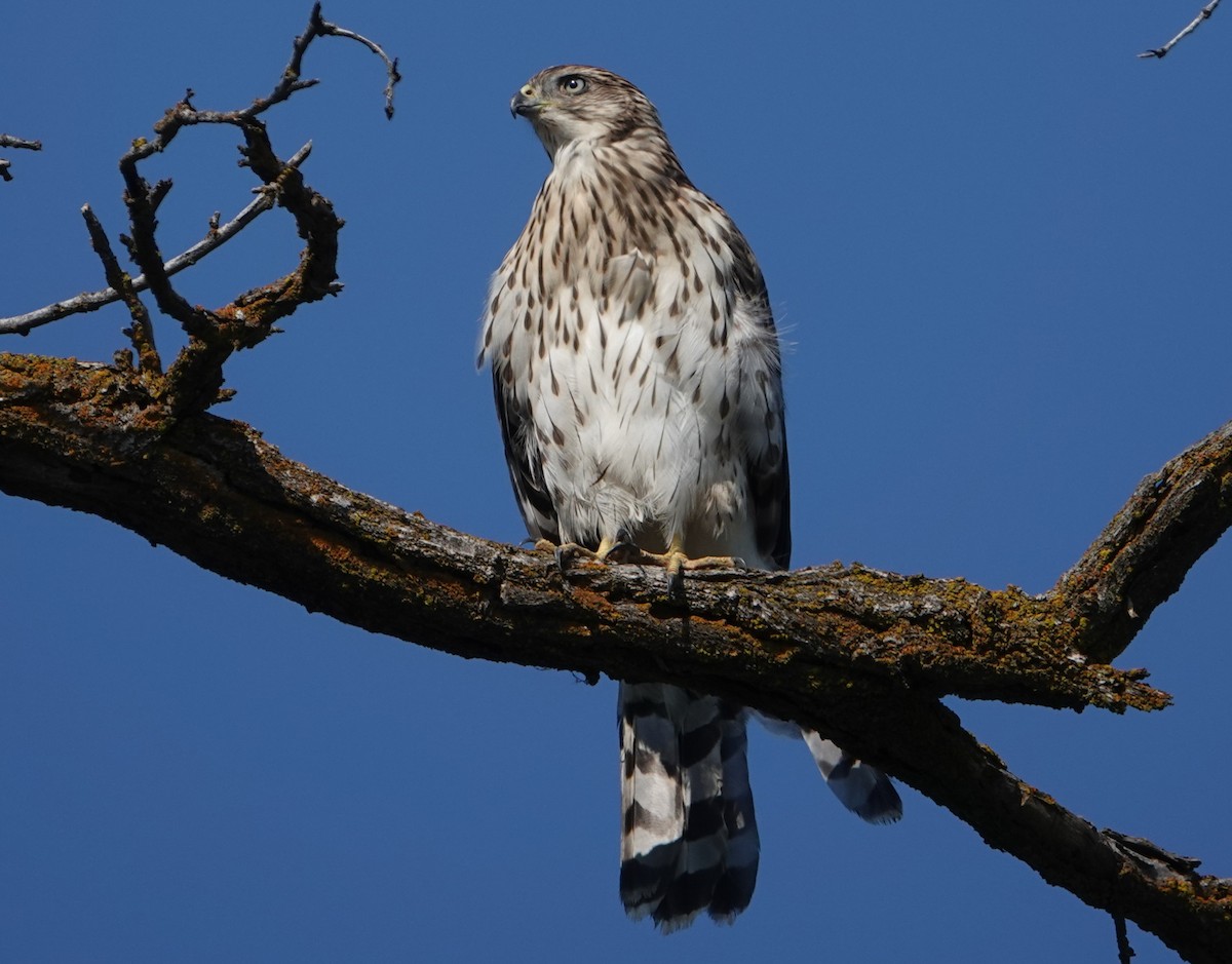 Cooper's Hawk - ML640965875