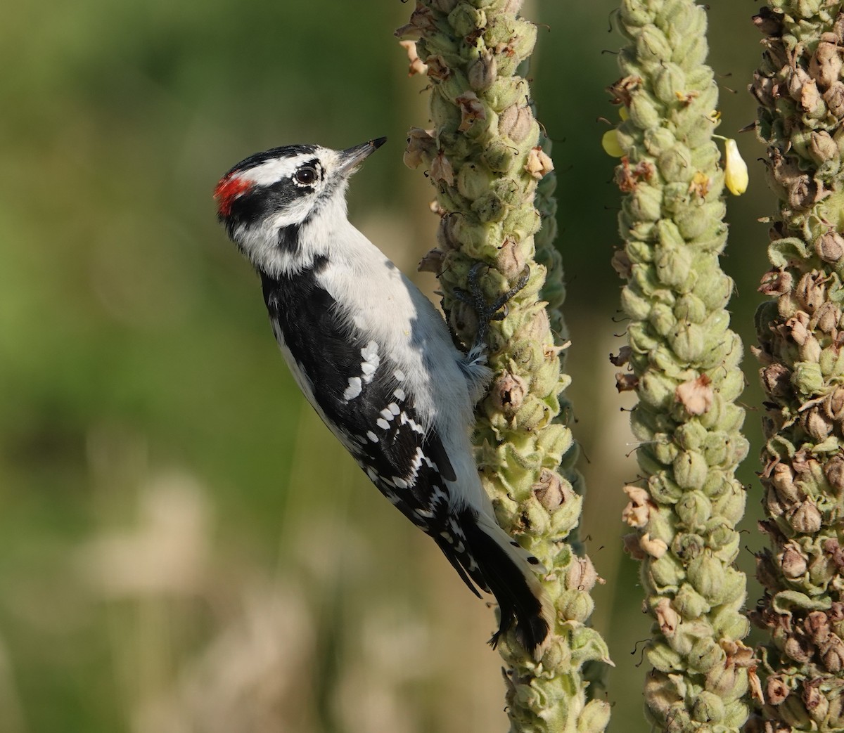 Downy Woodpecker - ML640965885