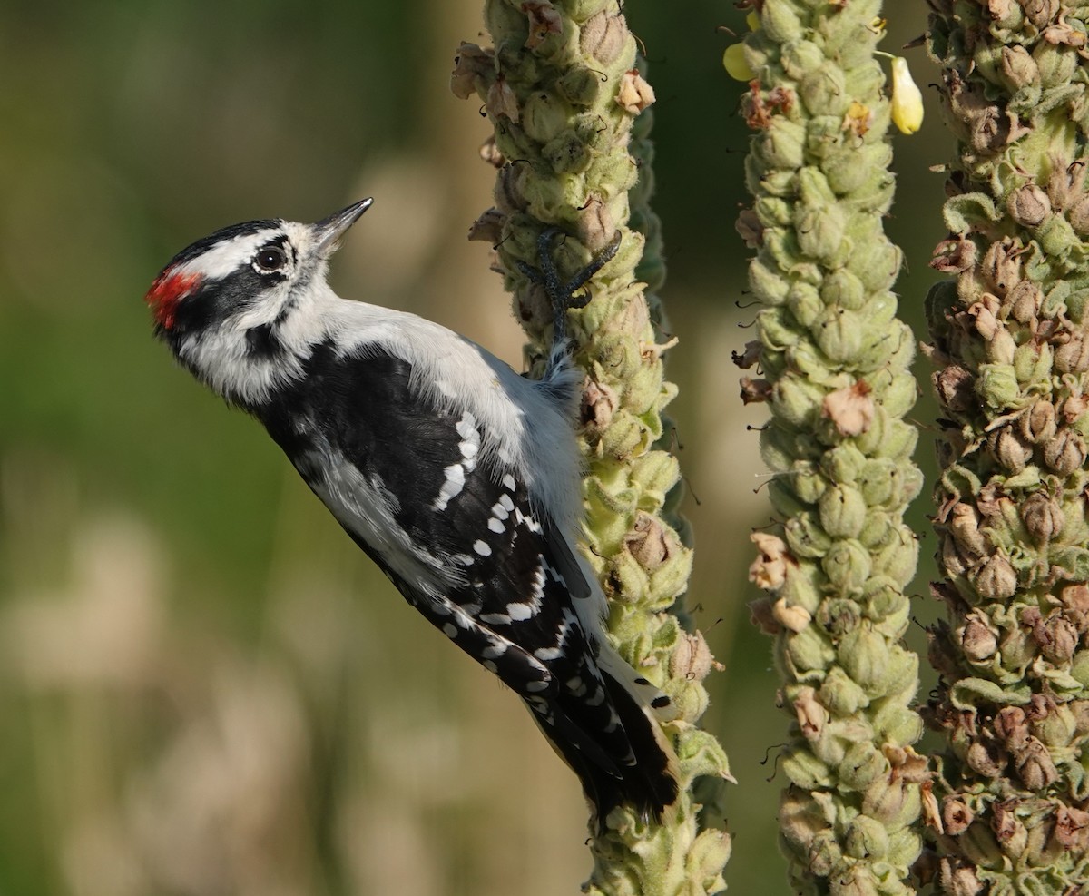 Downy Woodpecker - ML640965892