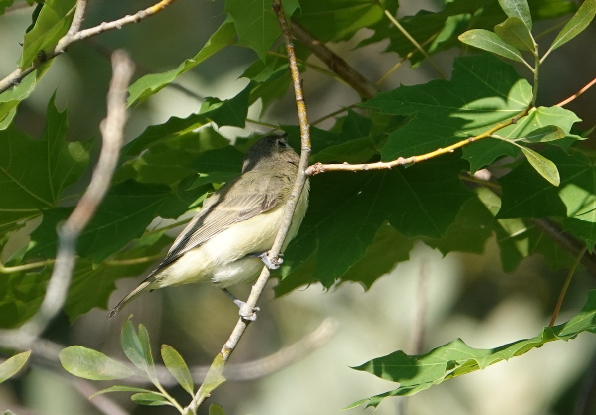 Warbling Vireo - ML640965897