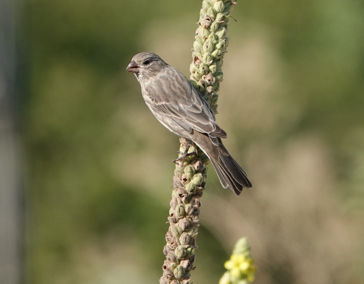 House Finch - ML640965908