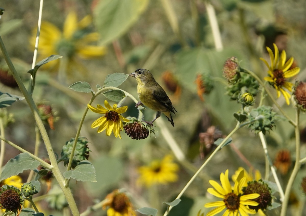 Lesser Goldfinch - ML640965914