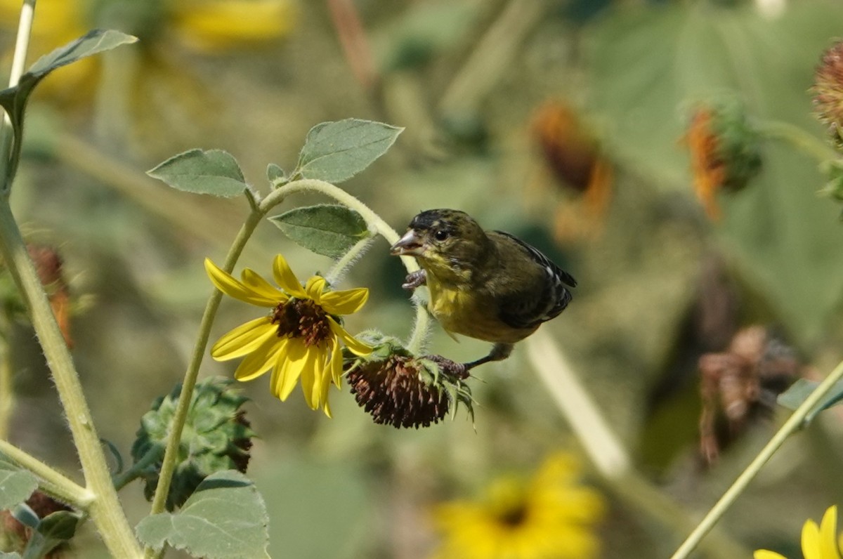 Lesser Goldfinch - ML640965915