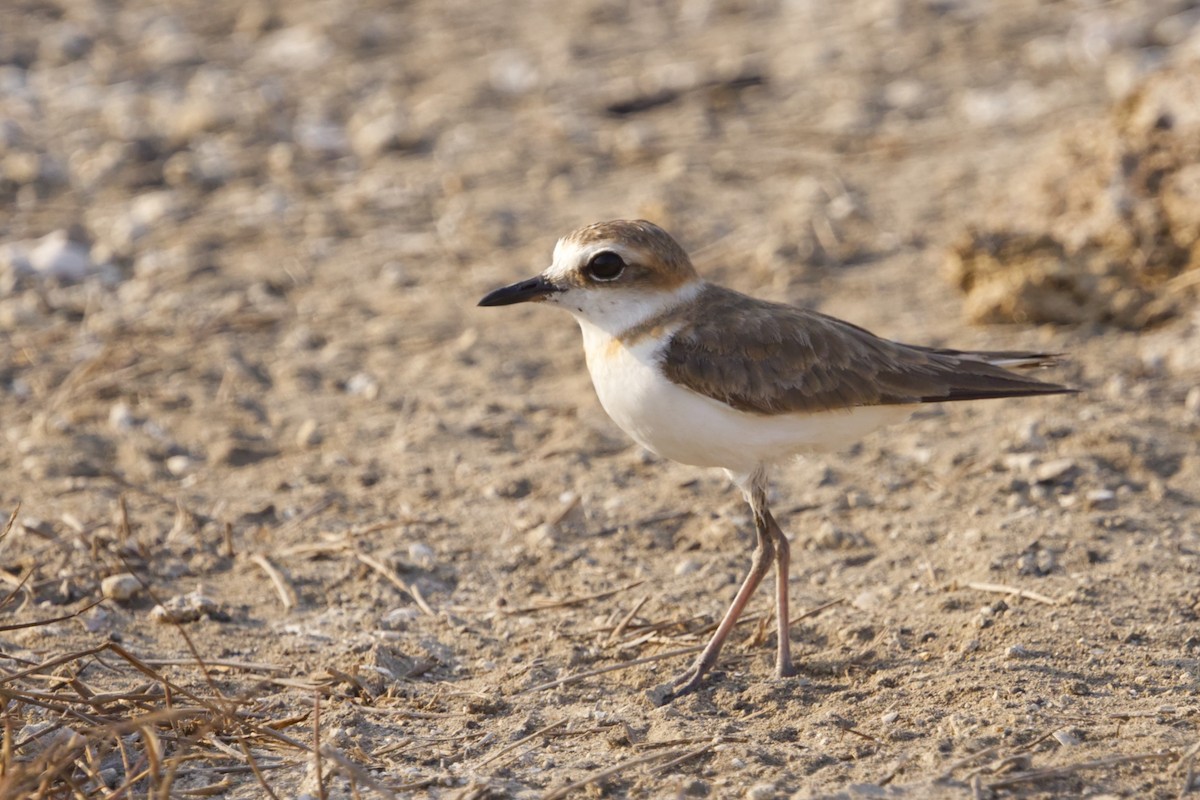 Javan Plover - ML640965918