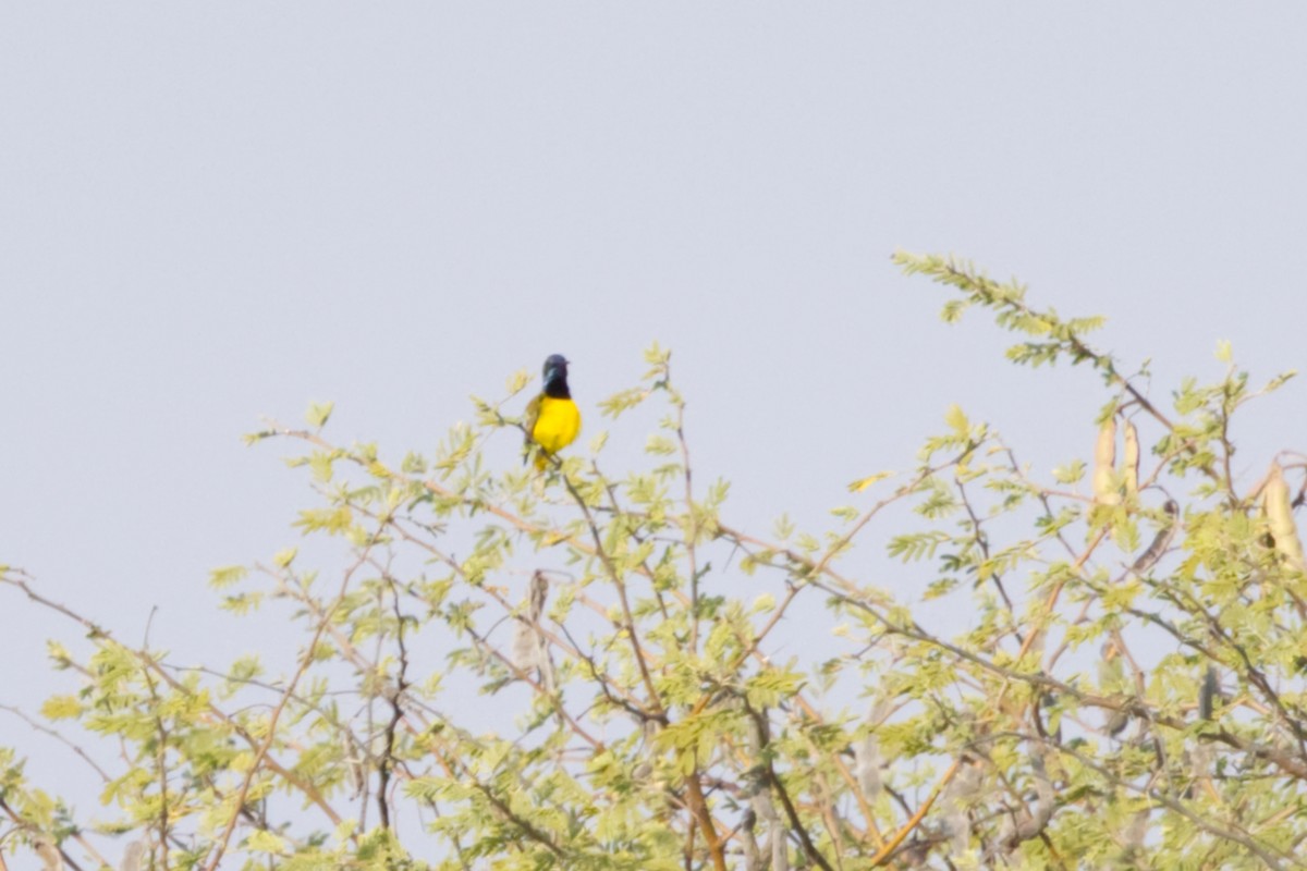 Ornate Sunbird (Ornate) - ML640965969
