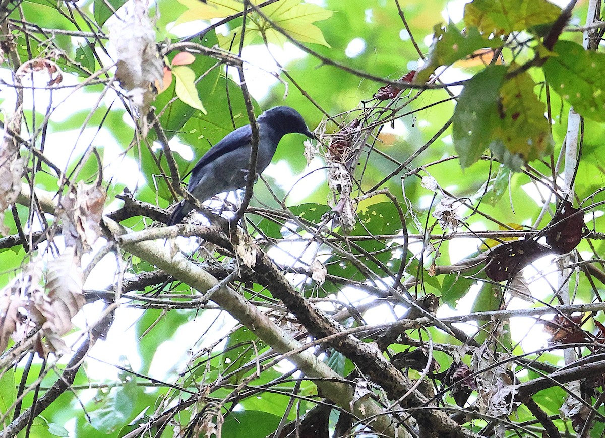 Lesser Cuckooshrike - ML640965984