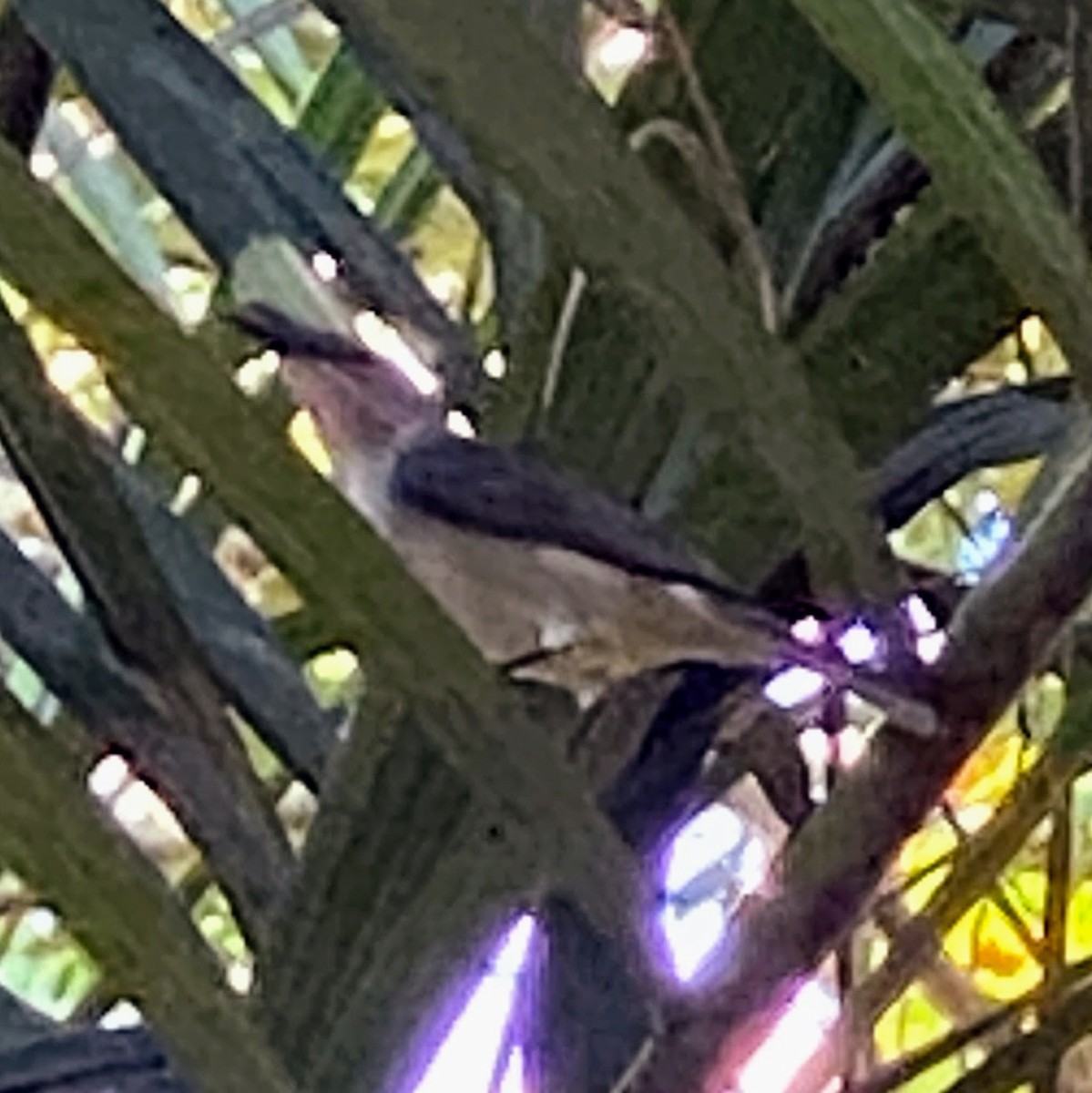 Mouse-colored Sunbird - ML640965985