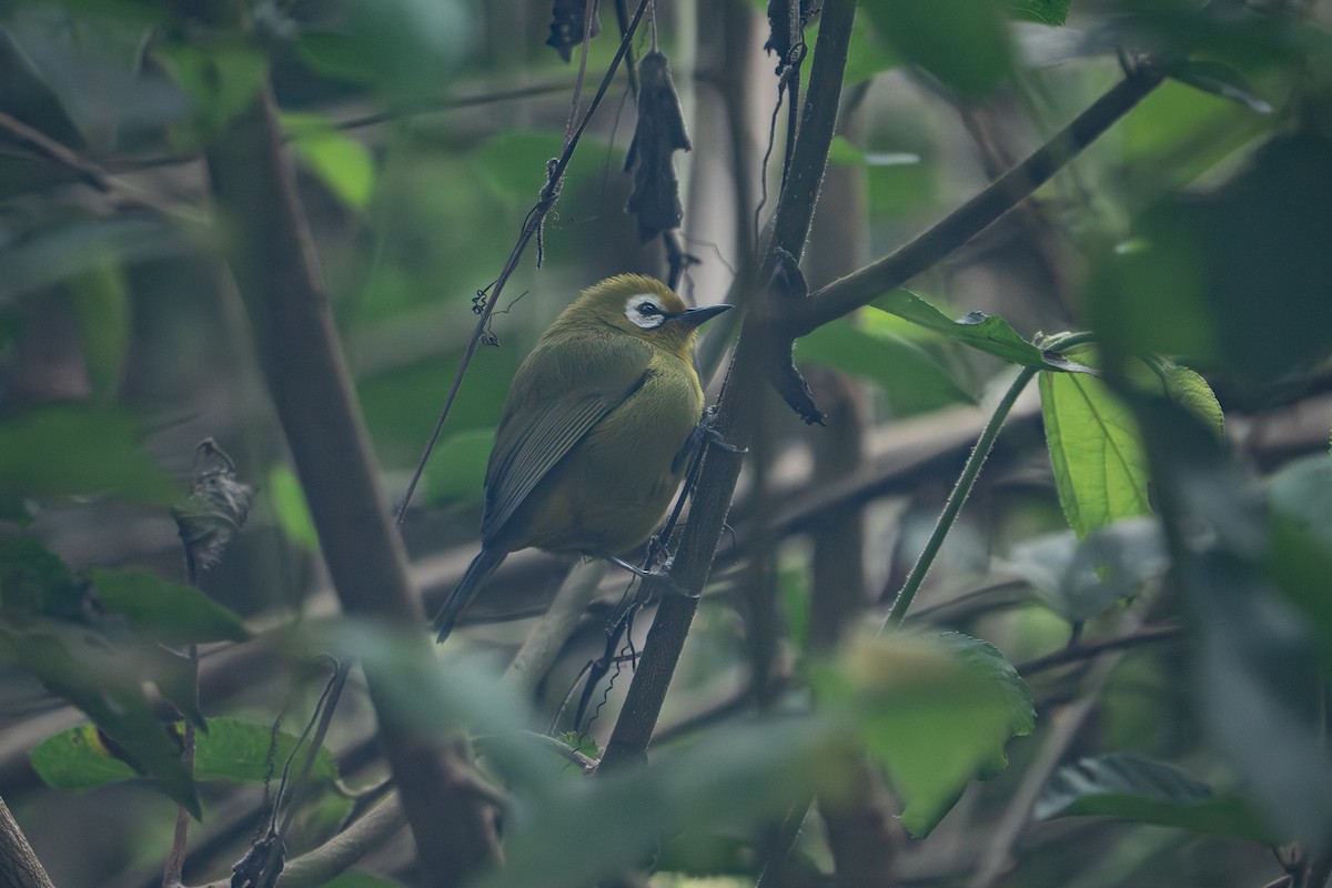 Kilimanjaro White-eye - ML640965995
