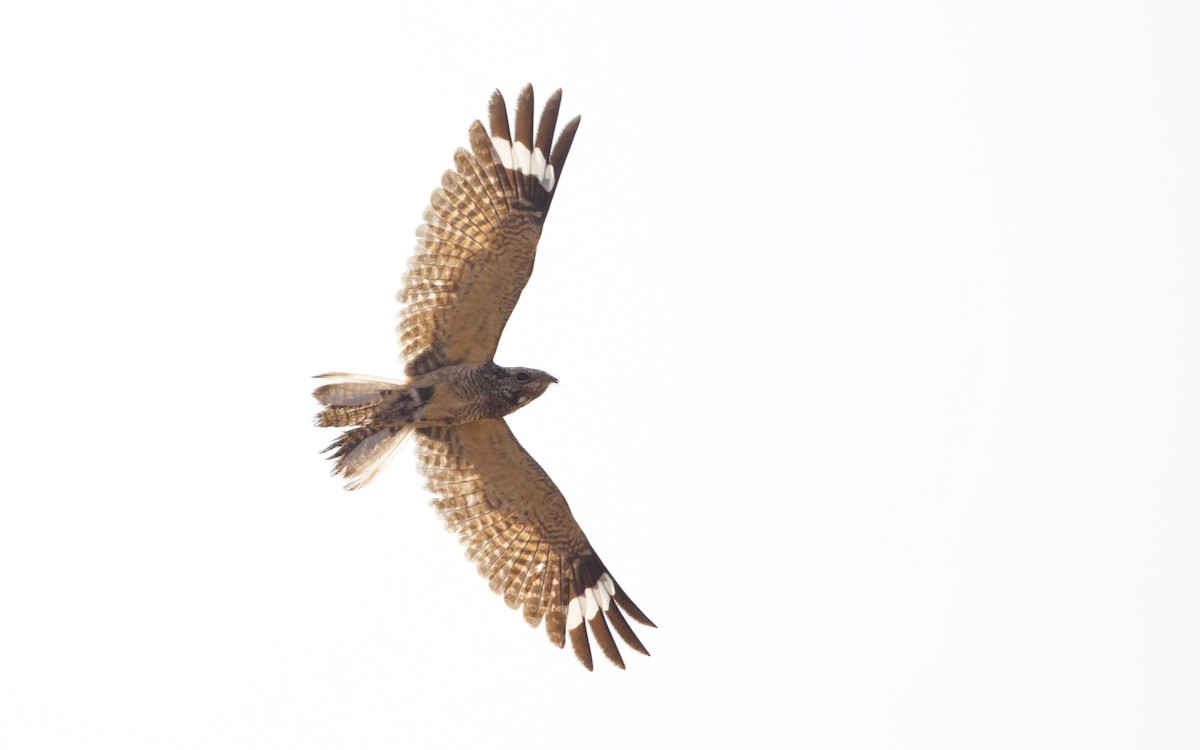 Savanna Nightjar (Sunda) - ML640966001