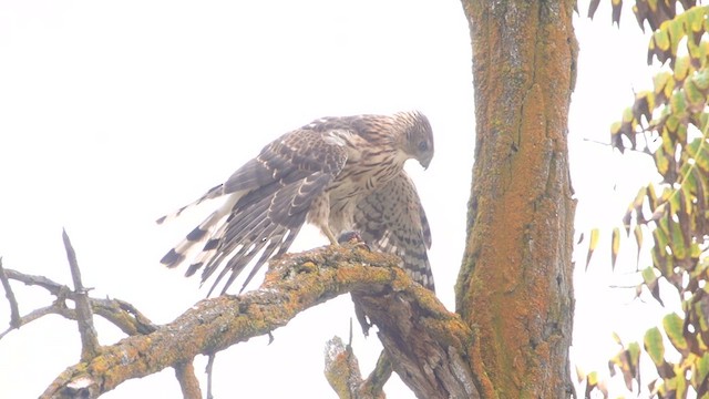 Cooper's Hawk - ML640966014