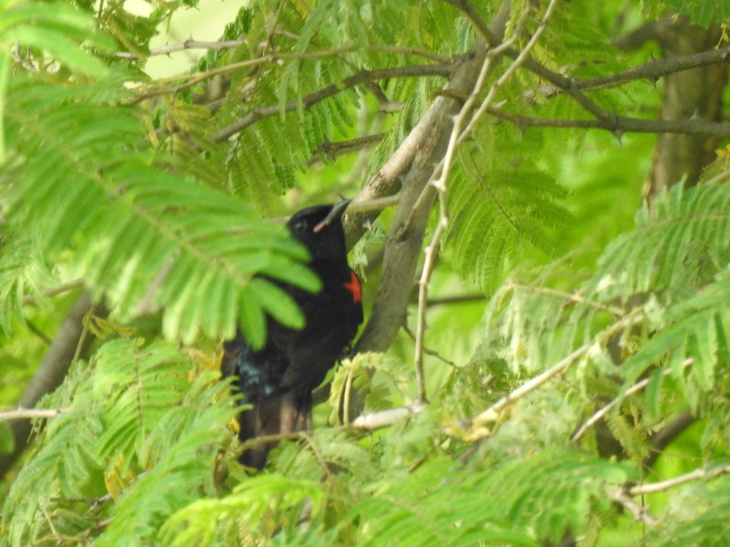 Red-shouldered Cuckooshrike - ML640966020