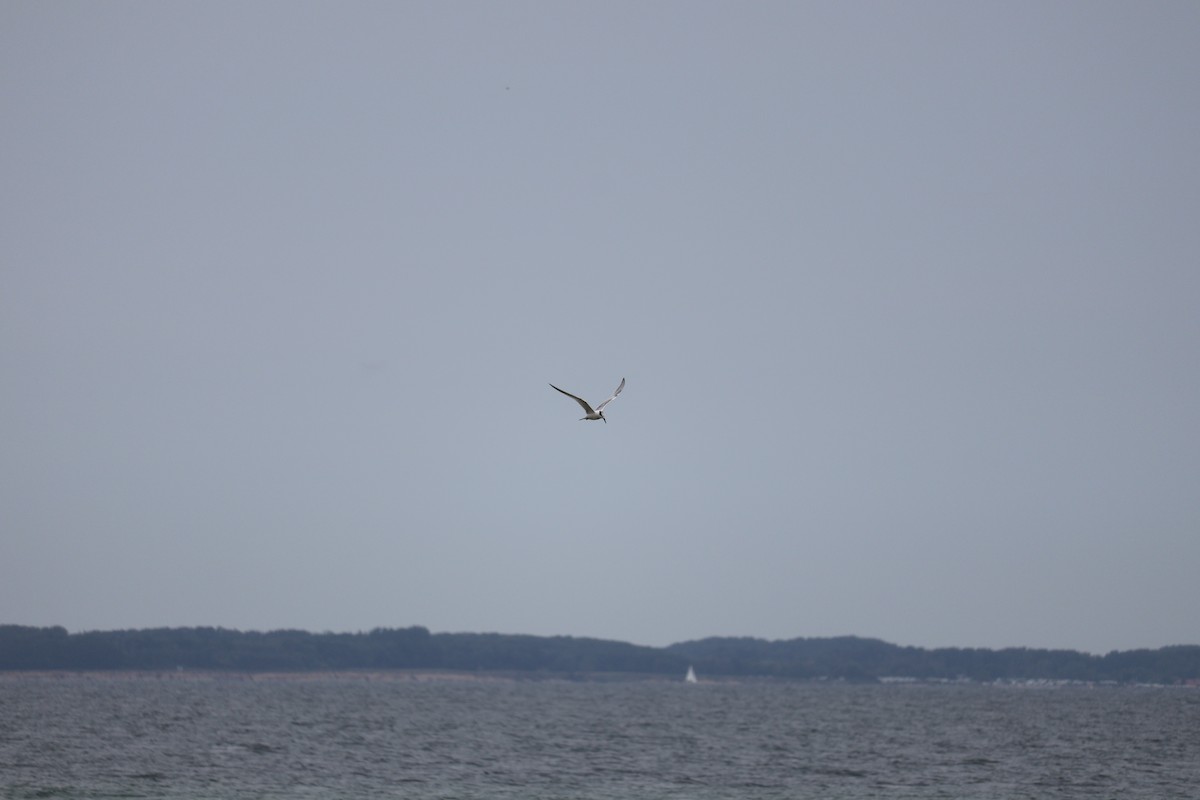 Эгэл хараалай - ML640966045