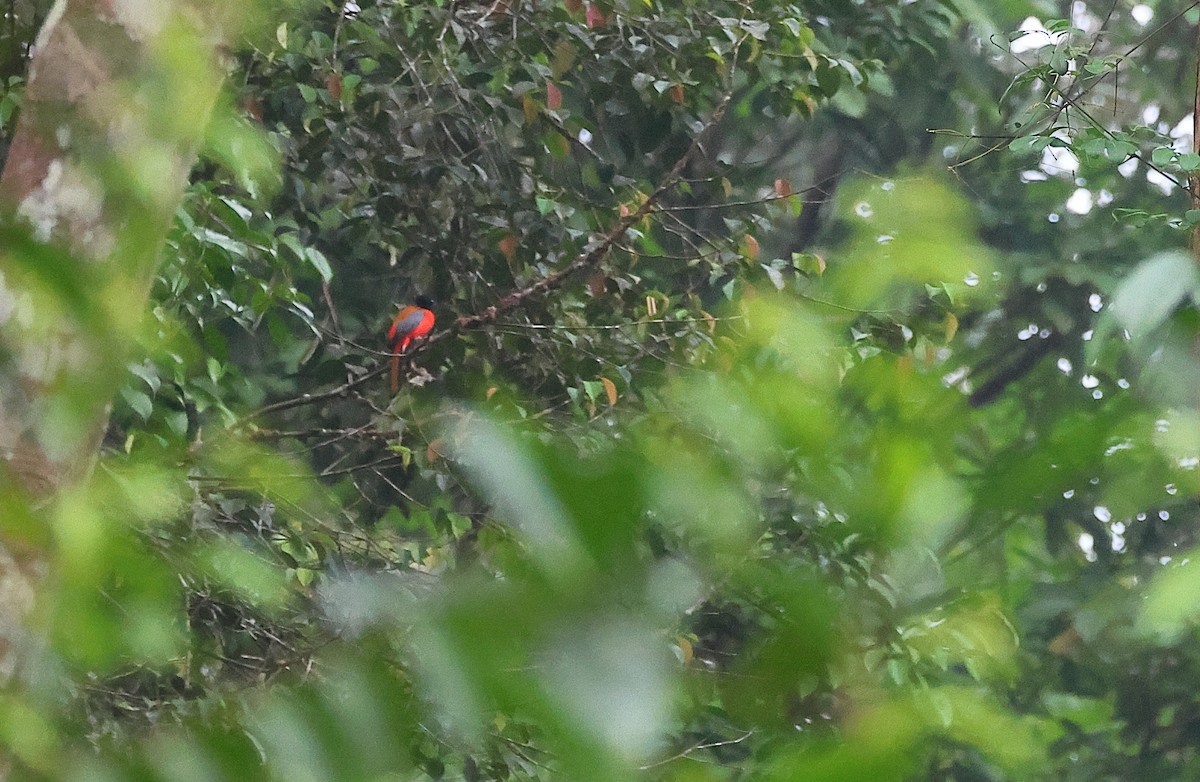 Rotbürzeltrogon - ML640966060