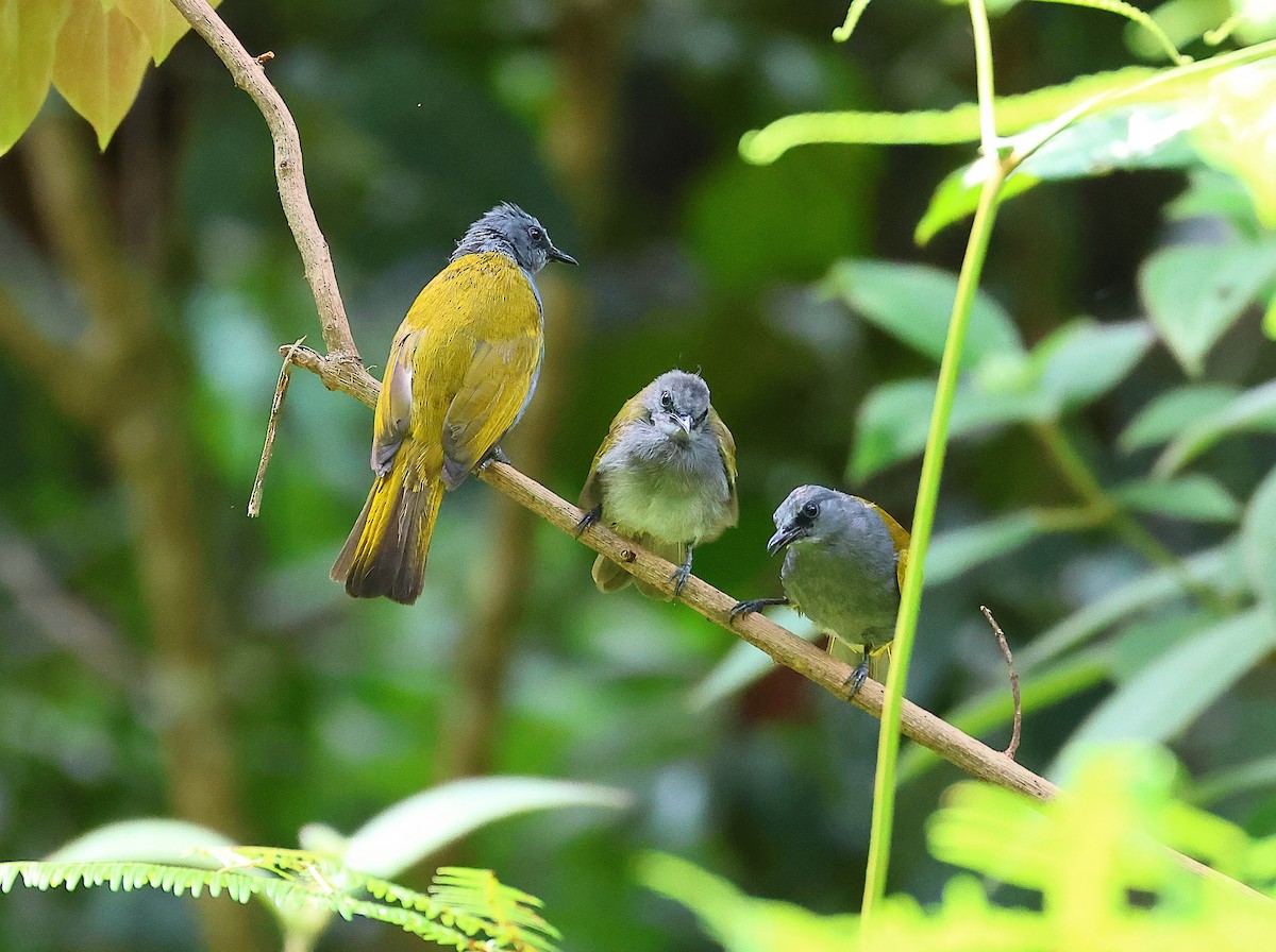 Gray-bellied Bulbul - ML640966094