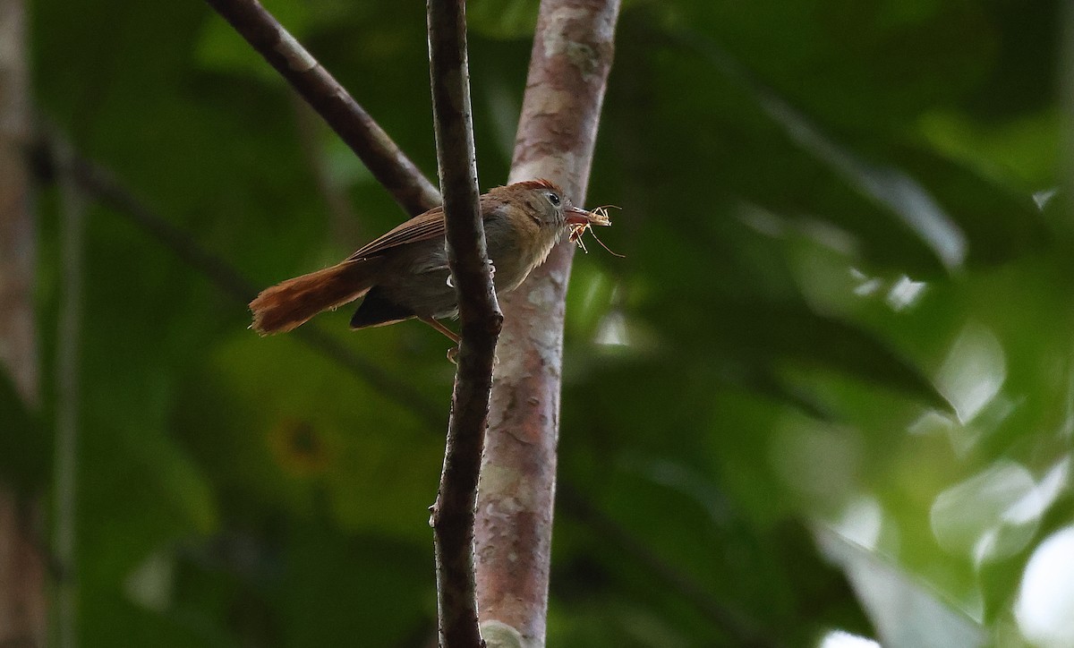Rufous-fronted Babbler (Rufous-fronted) - ML640966098