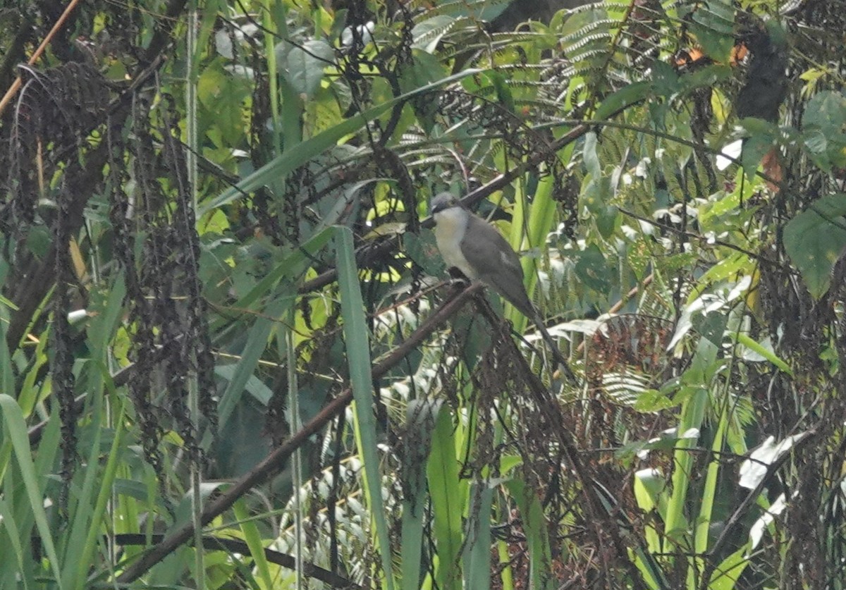 Dark-billed Cuckoo - ML640966105