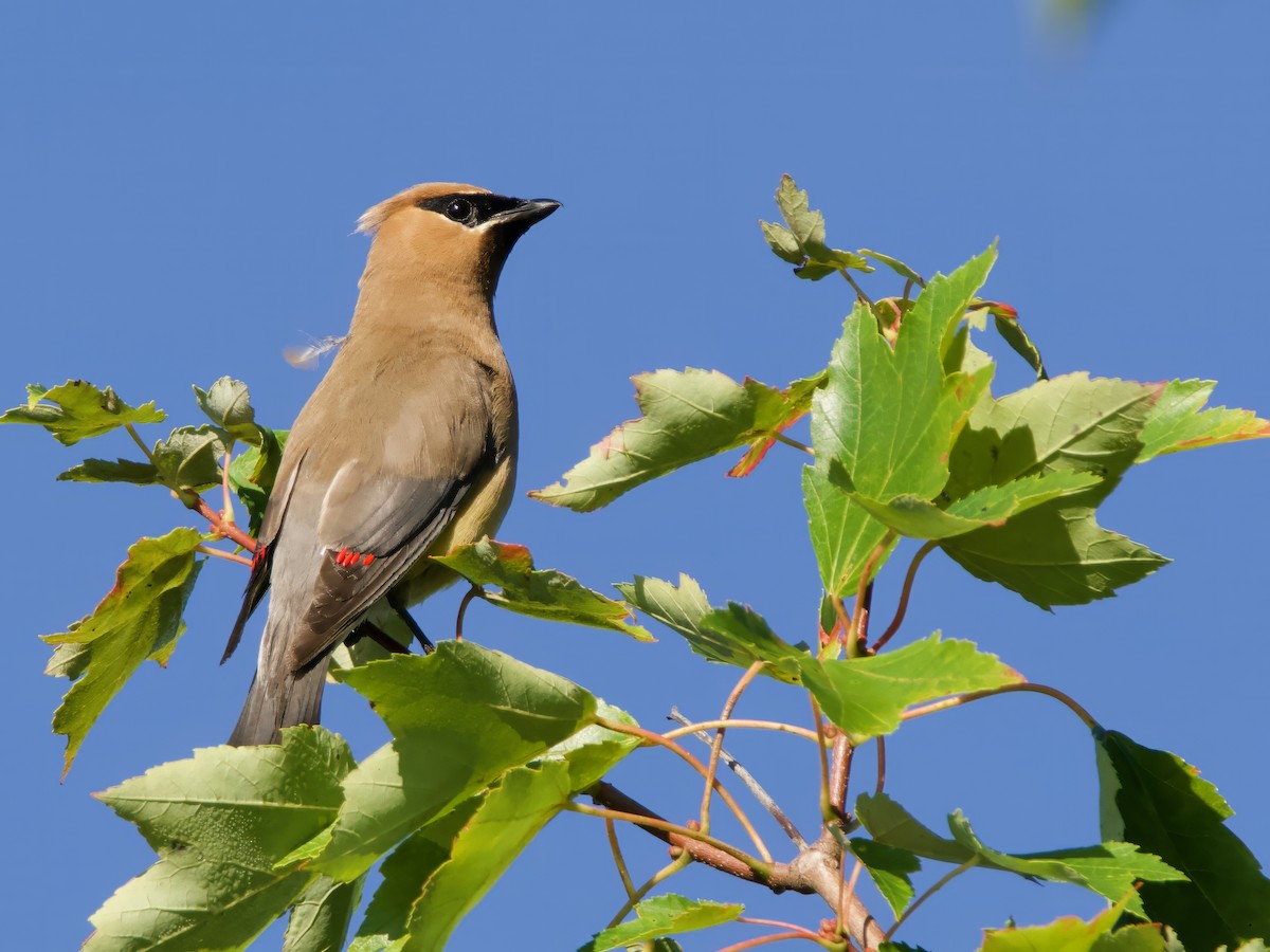 Cedar Waxwing - ML640966111