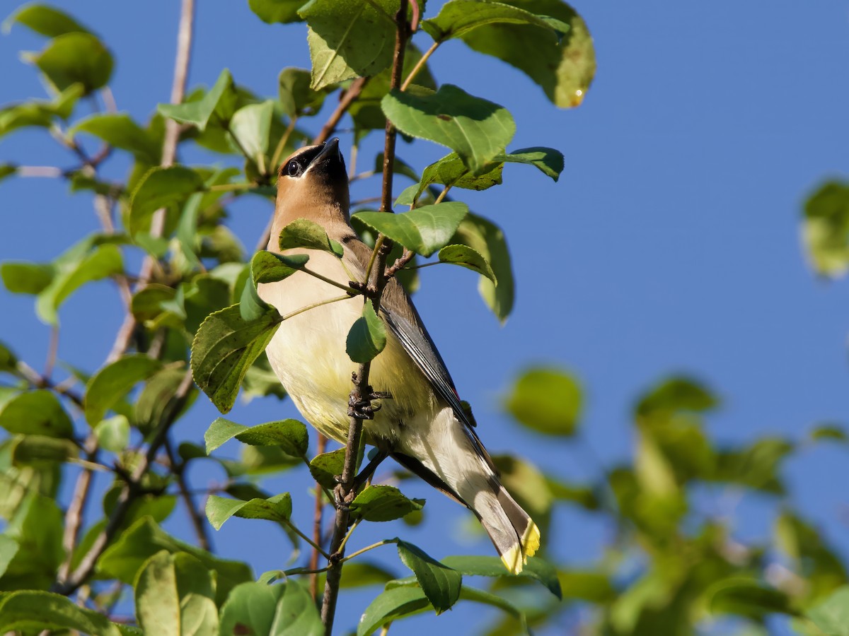 Cedar Waxwing - ML640966113