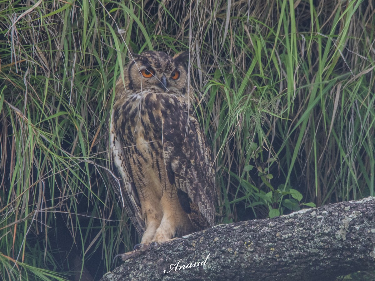 Rock Eagle-Owl - ML640966119
