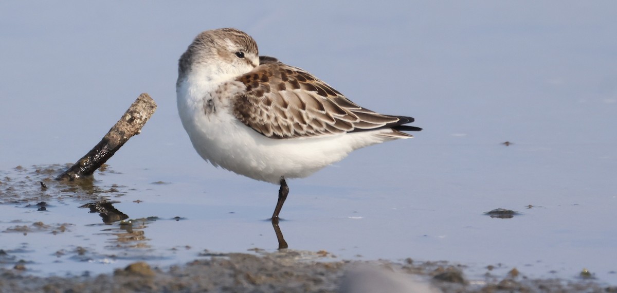 Sanderling - ML640966128