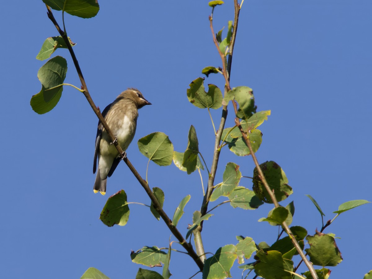 Cedar Waxwing - ML640966131