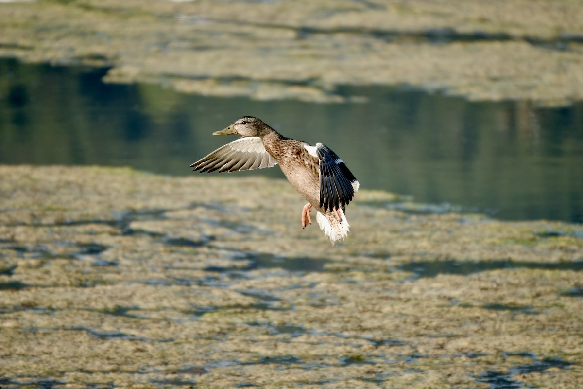 Mallard - ML640966132