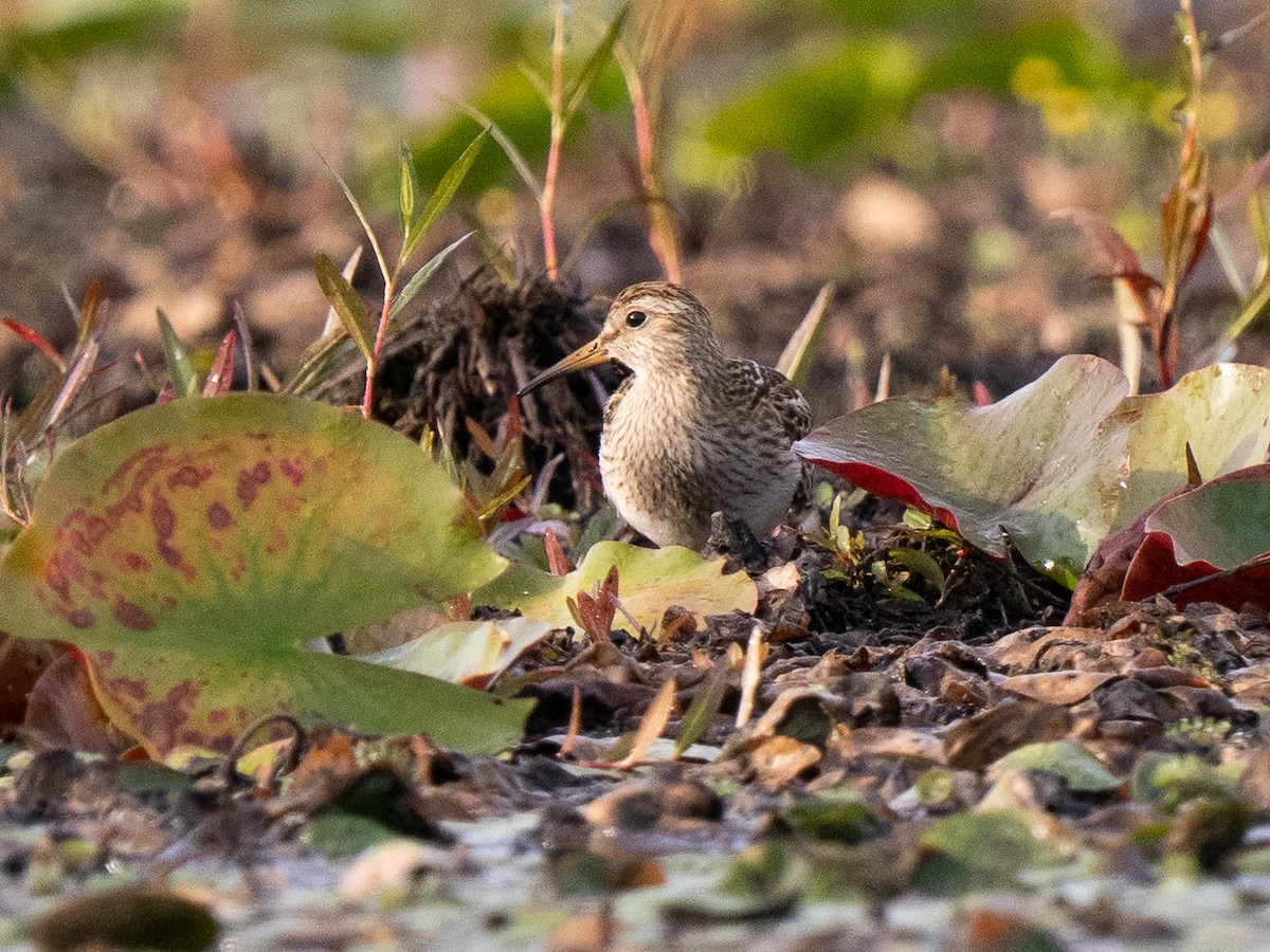 Pectoral Sandpiper - ML640966133