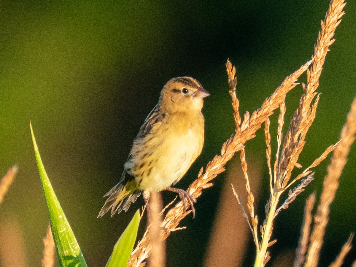 Bobolink - ML640966134