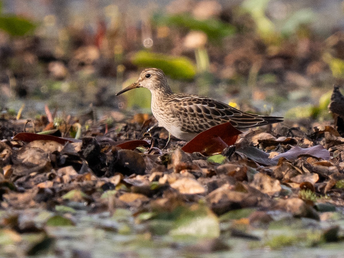 Pectoral Sandpiper - ML640966135