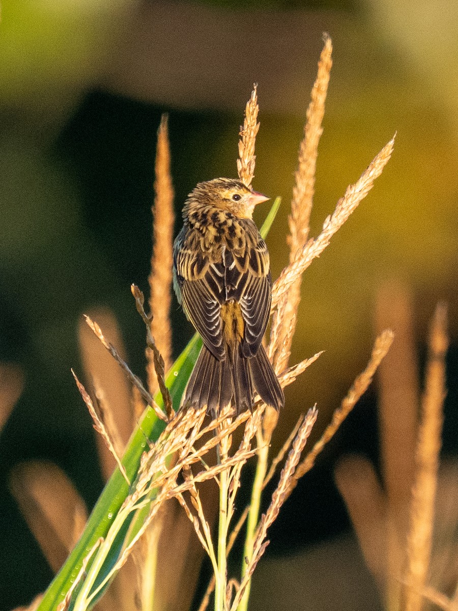 Bobolink - ML640966137