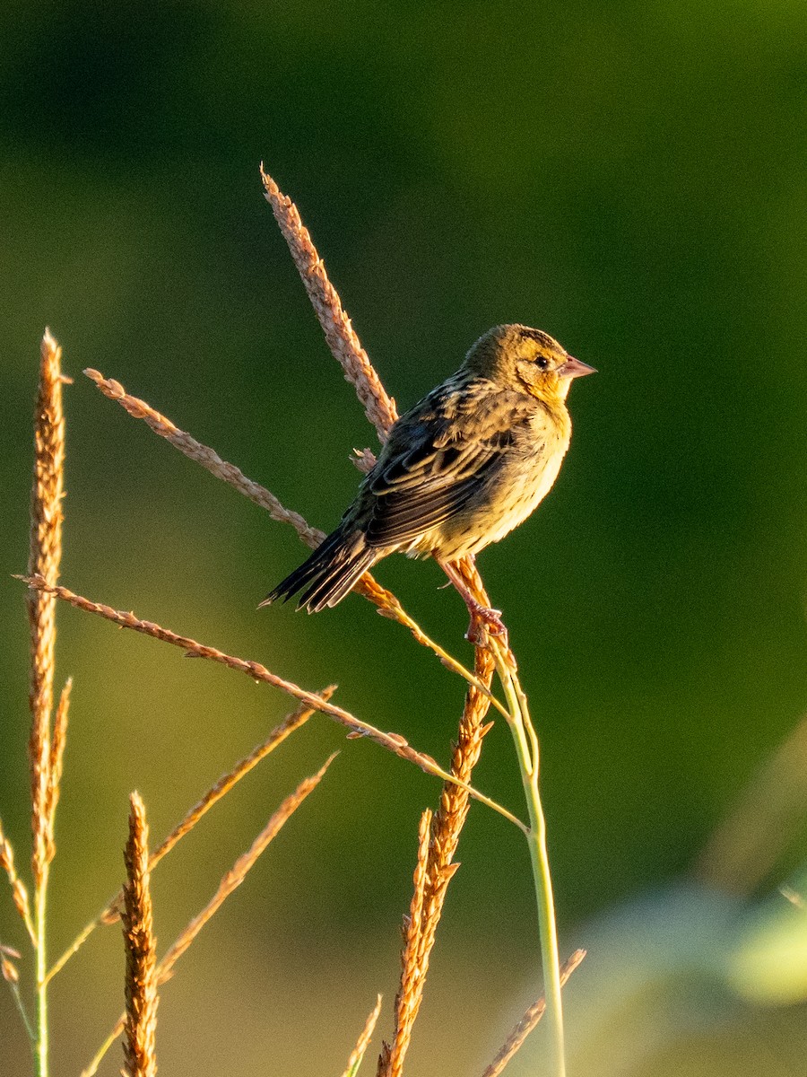 Bobolink - ML640966138