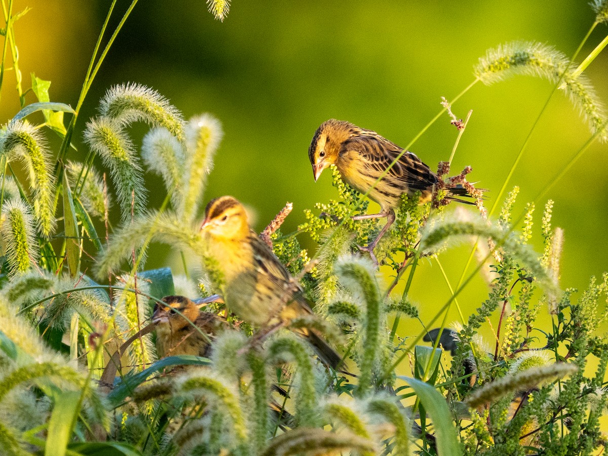Bobolink - ML640966139