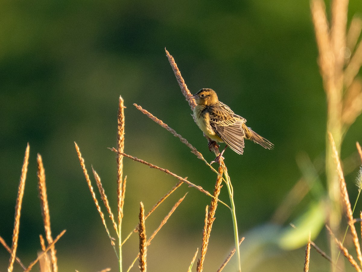 Bobolink - ML640966140
