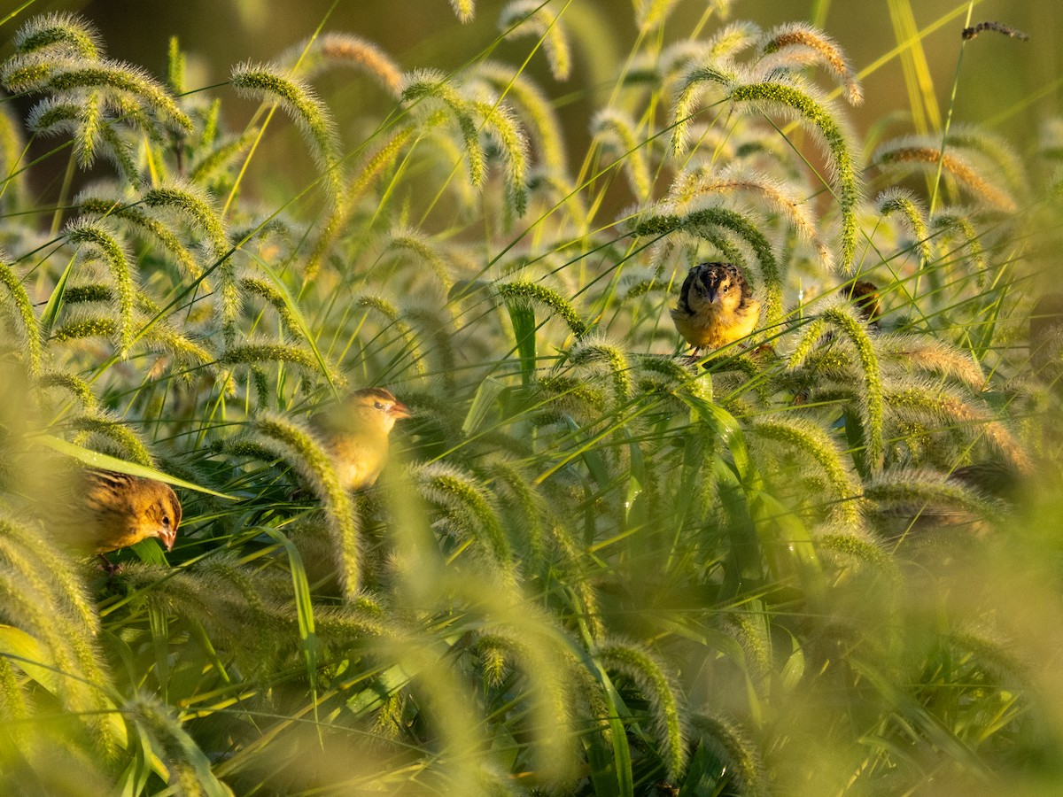 Bobolink - ML640966141