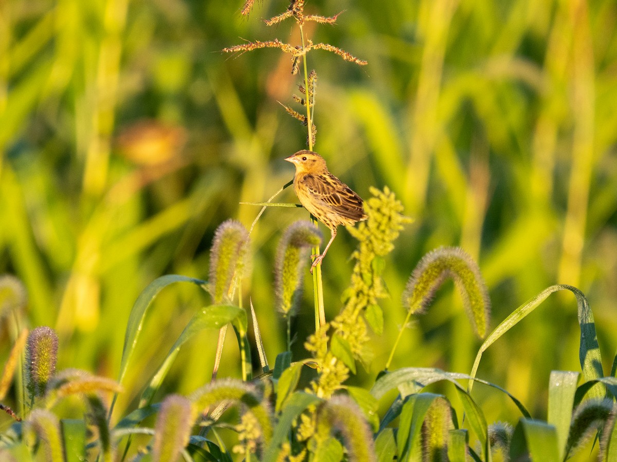 Bobolink - ML640966142