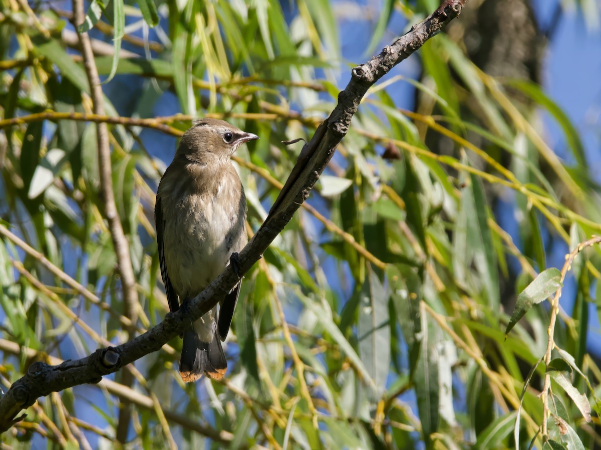 Cedar Waxwing - ML640966145