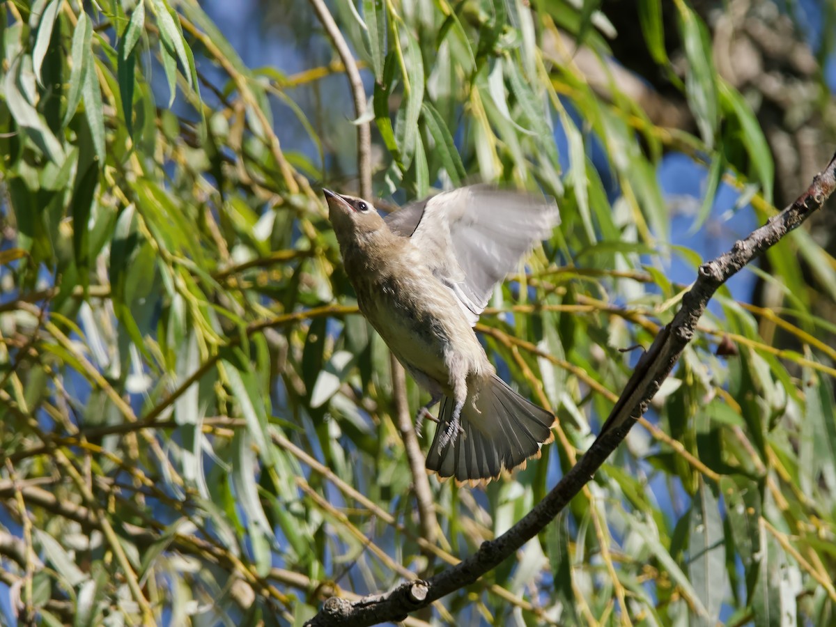 Cedar Waxwing - ML640966146