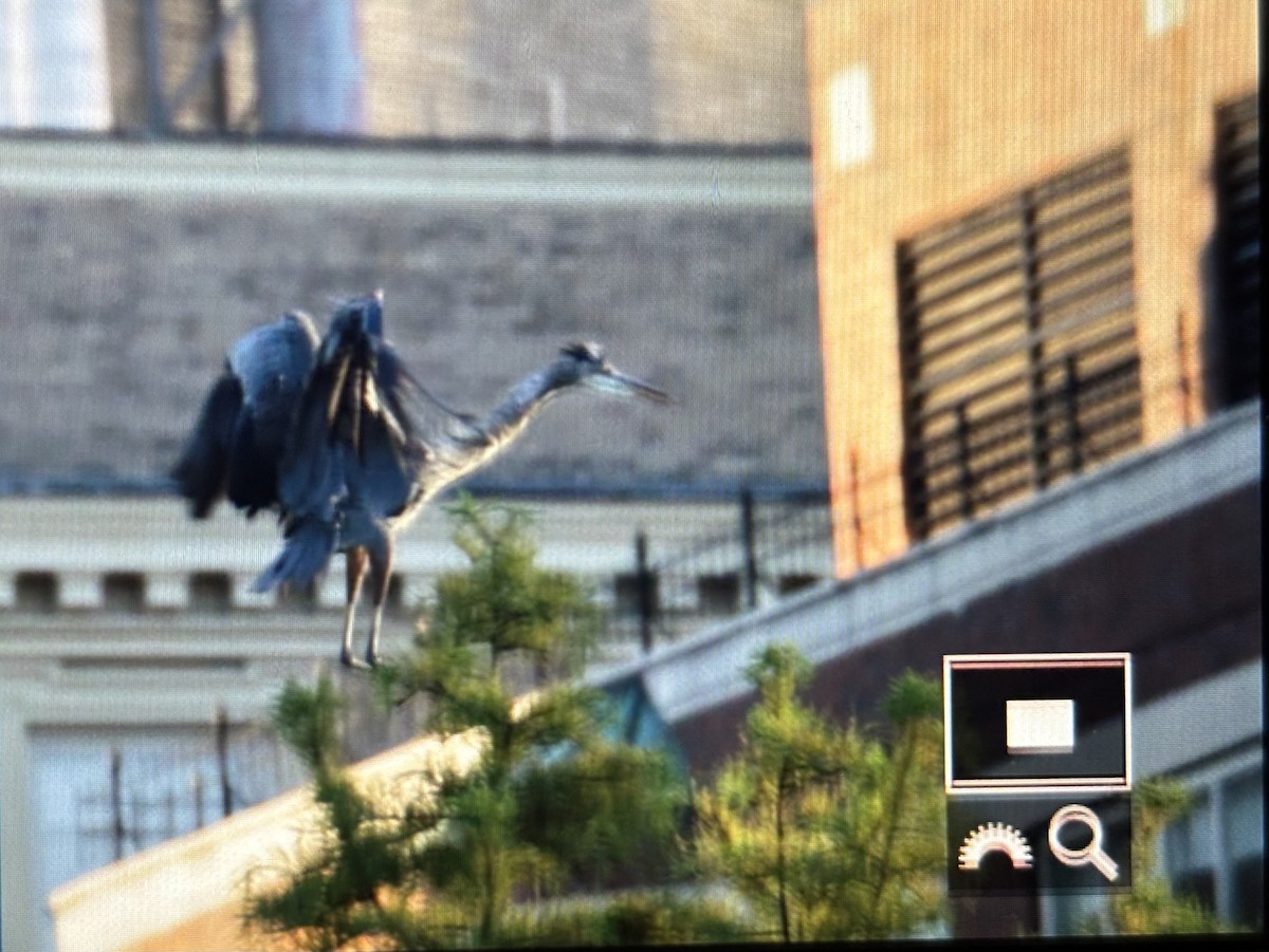 Great Blue Heron (Great Blue) - ML640966150