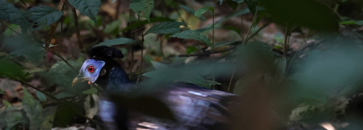 Malayan Crested Fireback - ML640966154