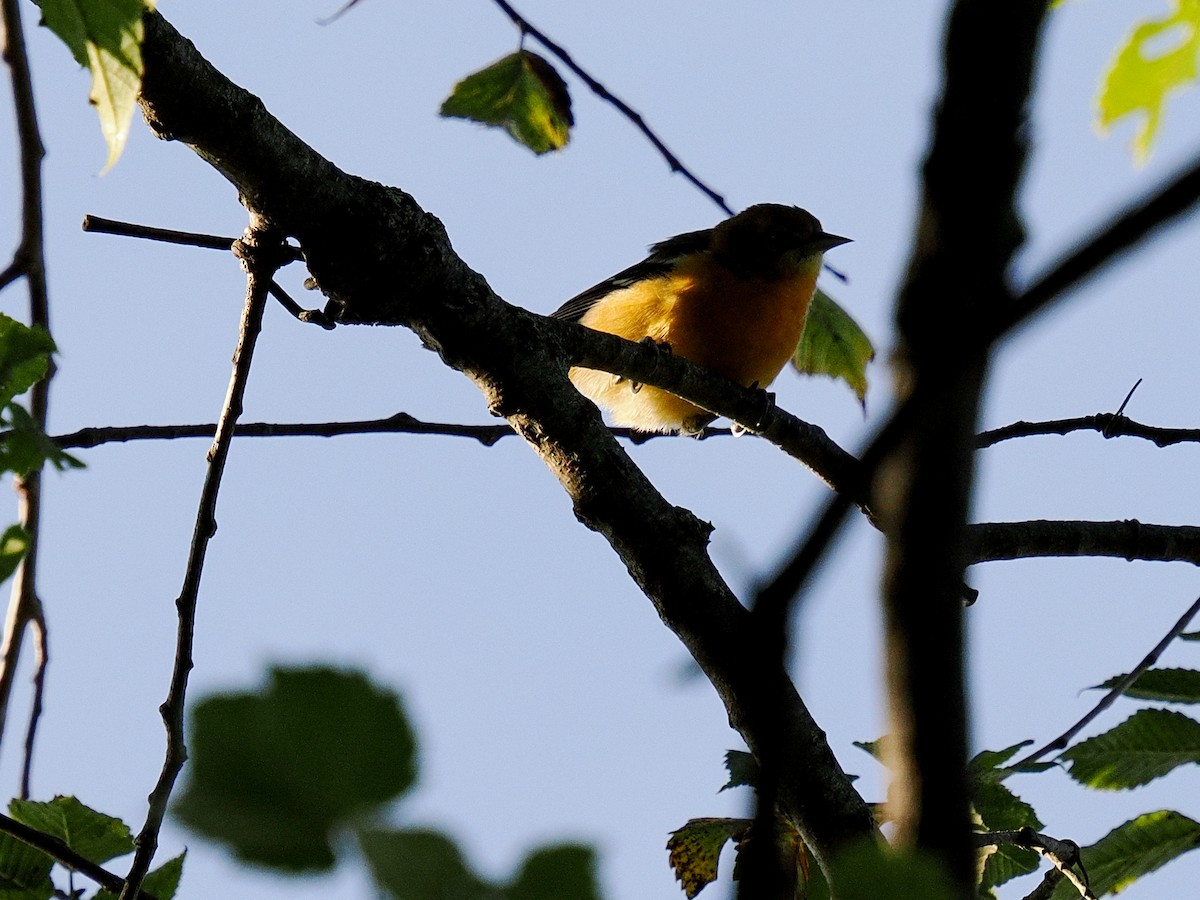 Baltimore Oriole - ML640966155