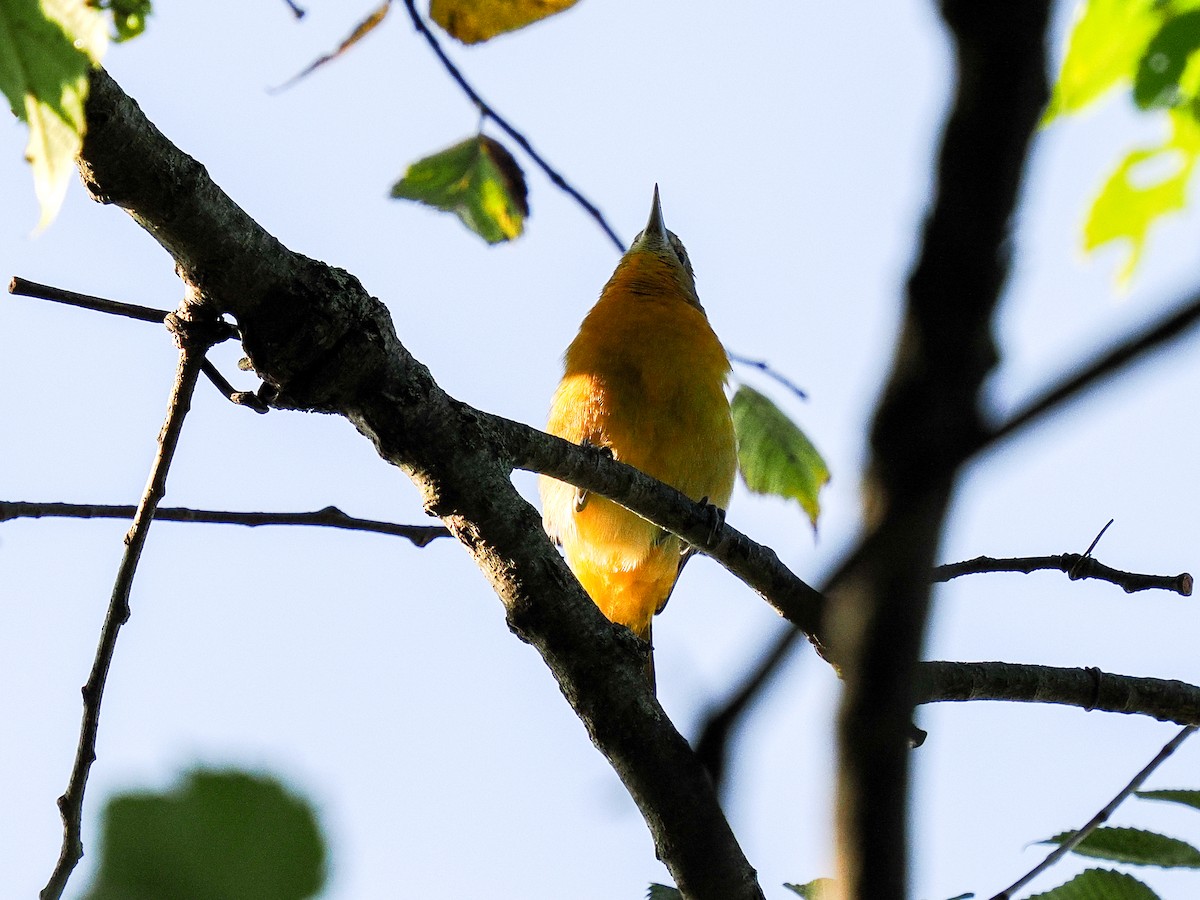 Baltimore Oriole - ML640966157