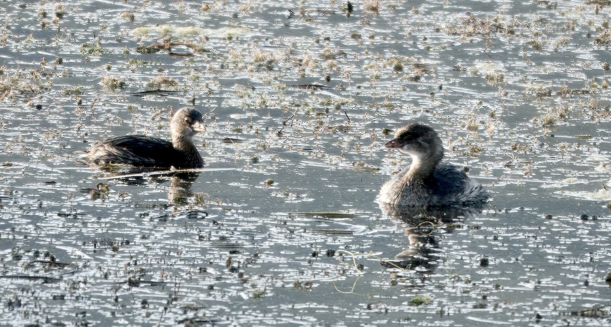 Pied-billed Grebe - ML640966158