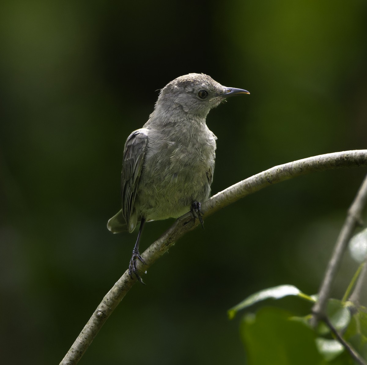 Gray Catbird - ML640966177