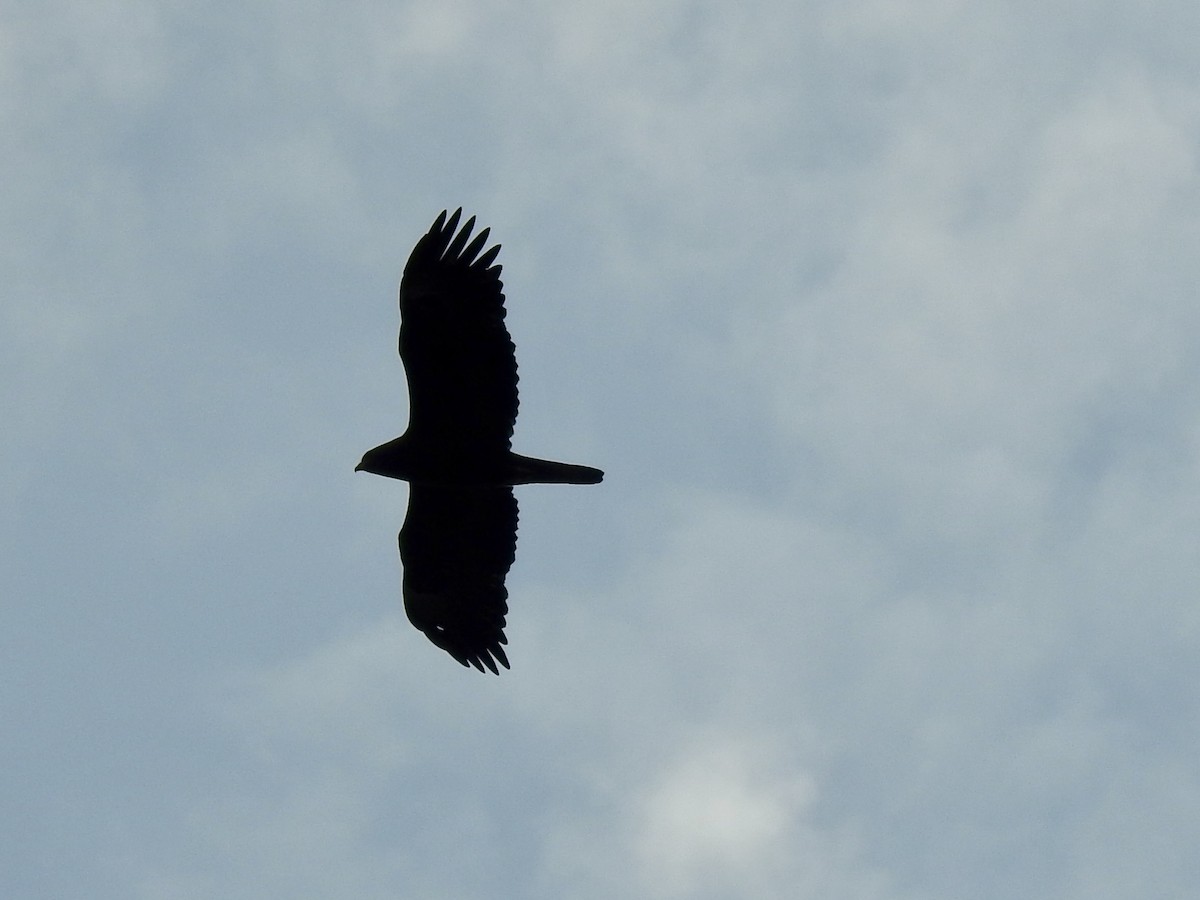 Wahlberg's Eagle - ML640966180