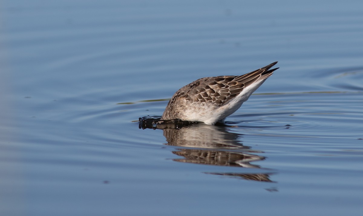 styltesnipe - ML640966216