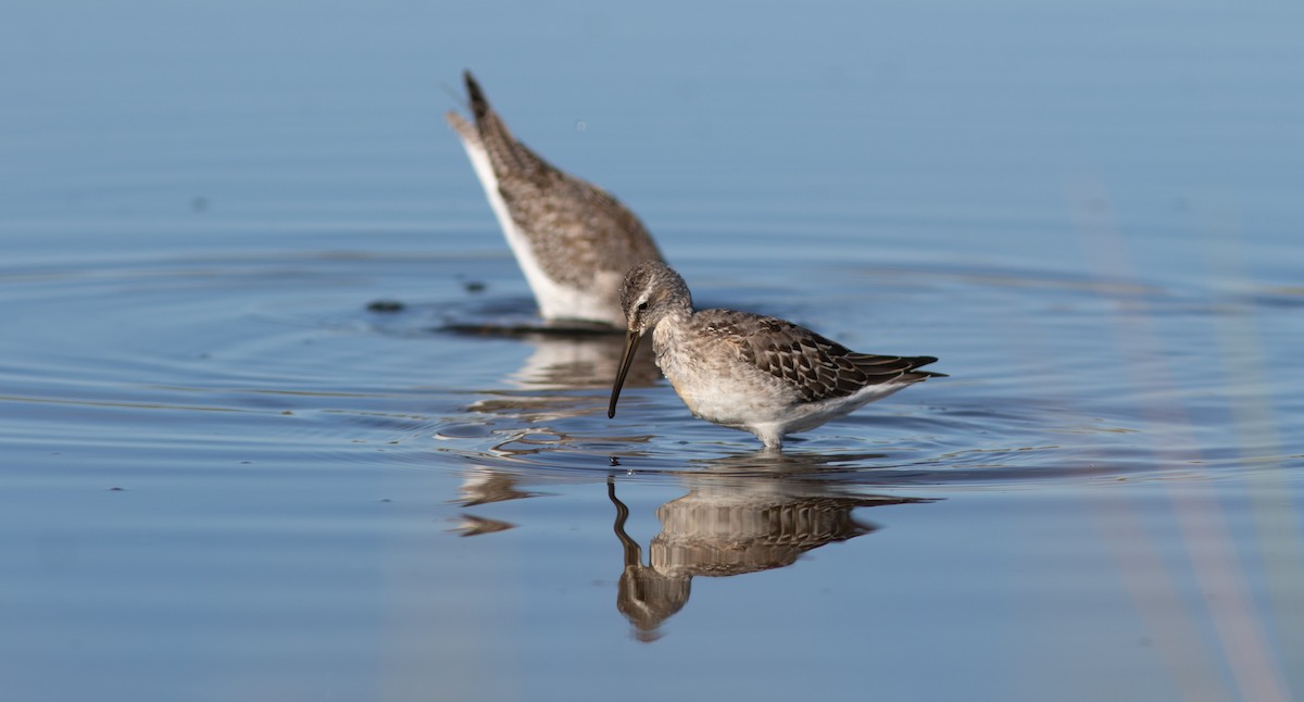 styltesnipe - ML640966217