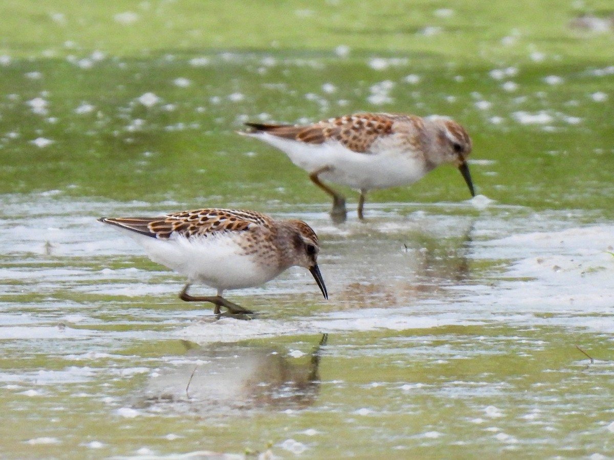 pygmésnipe - ML640966225