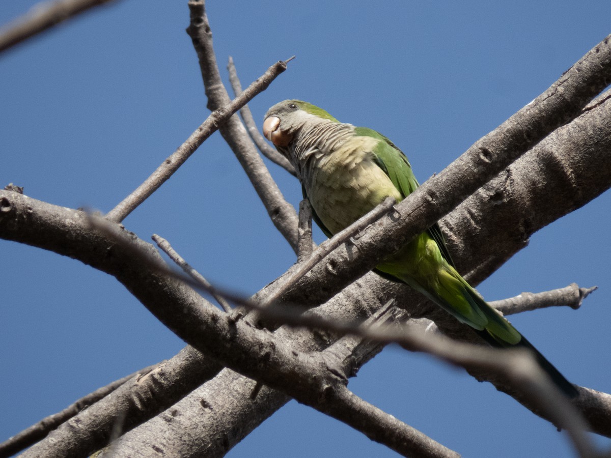 munkeparakitt - ML640966226